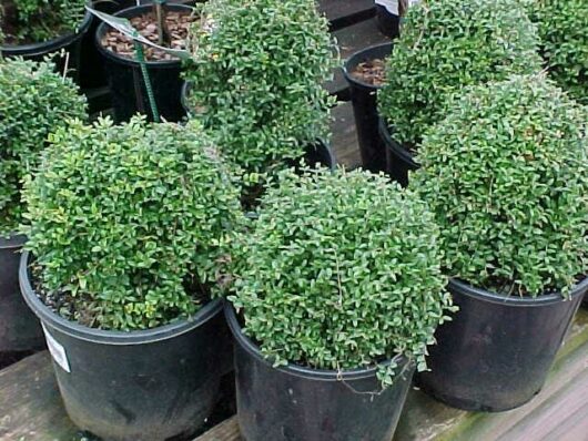 Boxwoods in pots on a wooden deck.