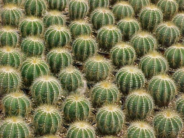 Cacti