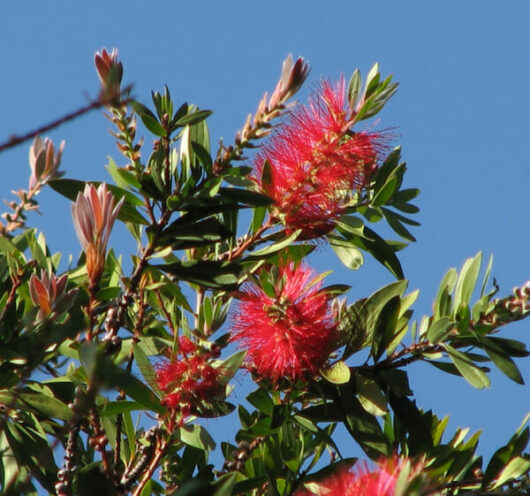 Bottlebrush flowers blooming against a clear blue sky.