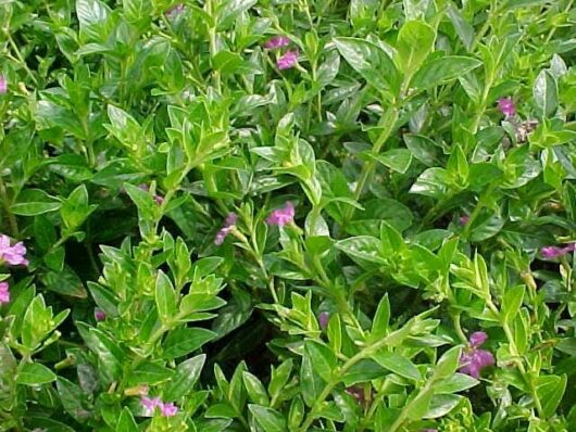 A bush with purple flowers and green leaves.