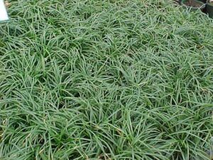A close-up of a green mondo grass.