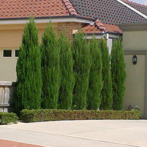 Tall, slender cypress trees lined up along the driveway of a suburban house.