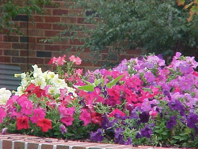 Annuals & Potted Colour