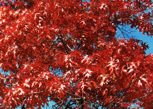 Deciduous Trees