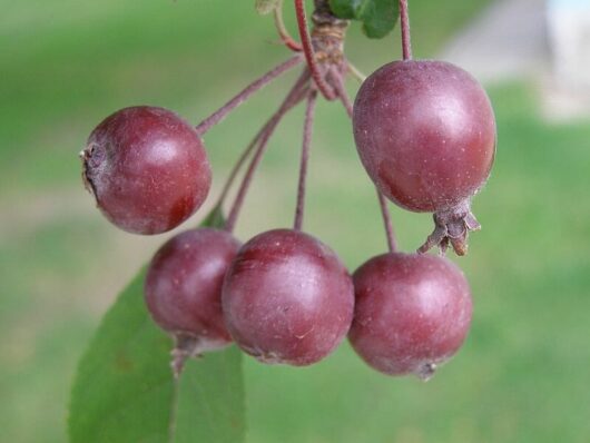 A Malus 'Purple' Crab Apple 13" Pot hanging from a tree.