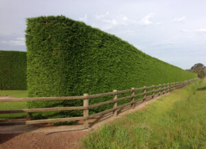 A neatly trimmed large hedge beside a wooden fence on a rural road.