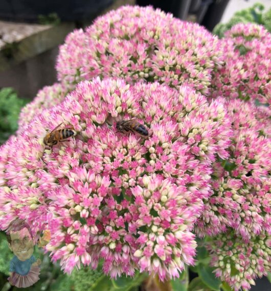 Sedum 'Autumn Joy'