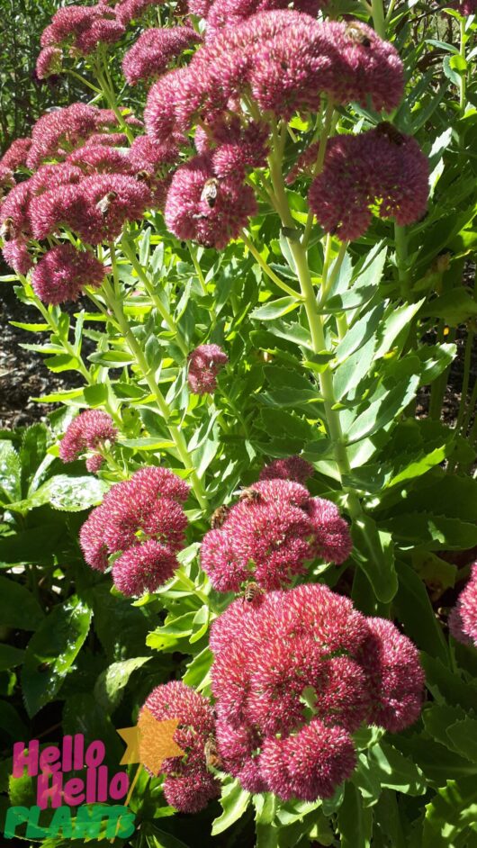 Sedum 'Autumn Joy'