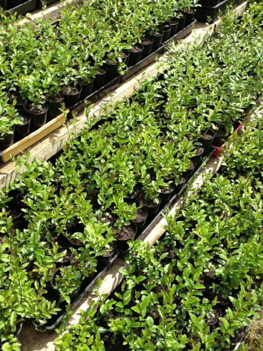 Rows of potted seedlings growing in a garden nursery.