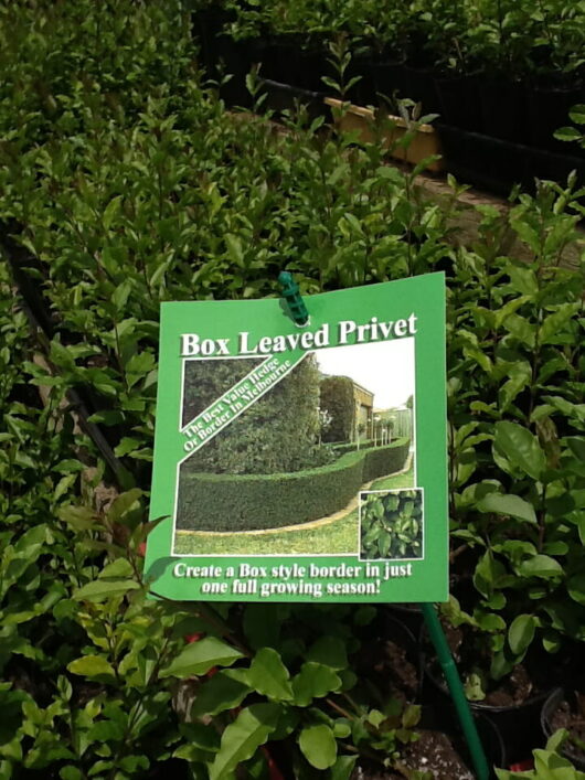 A sign for "box leaved privet" displayed in a plant nursery with information about creating a box style border in one growing season.