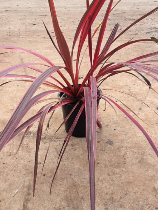 Potted plant with long, slender red and purple leaves on a concrete surface.