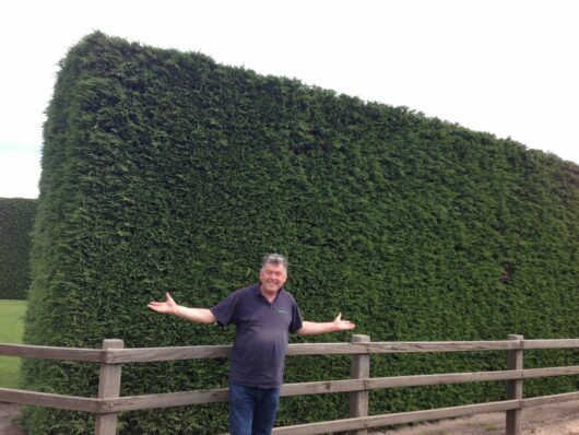 Man standing in front of a large, dense hedge with arms outstretched.