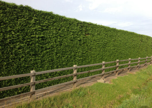 A neatly trimmed hedge beside a wooden fence under a cloudy sky.