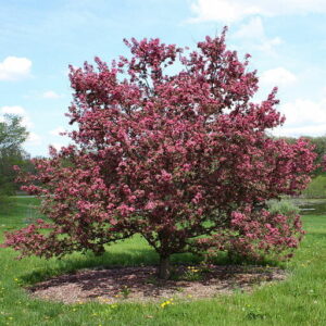 A Malus 'Purple' Crab Apple 13" Pot flowering tree in the middle of a green field.