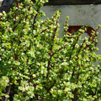 Crassula Jade 'Fine Leaf' Succulent 6" Pot