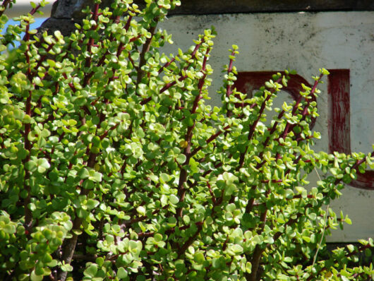Crassula Jade 'Fine Leaf' Succulent 7" Pot