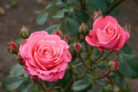 Two blooming pink roses with several buds on a bush.