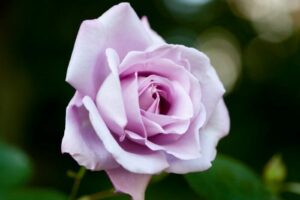 A close-up of a delicate pink rose against a blurred green background.