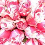 Candy Stripe Rose @ Hello Hello Plants