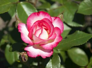 A pink and white rose in bloom with green leaves in the background.