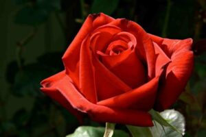 A Rose 'Kardinal' 3ft Standard with green leaves in the background.