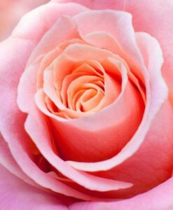 Close-up of a pink rose in bloom.