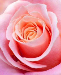 A close up of a Rose 'My Choice' Bush Form.