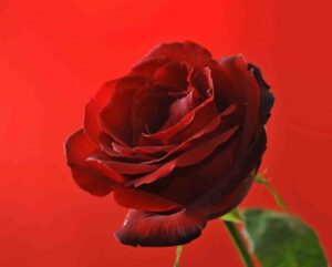 A close up of a Rose 'Papa Meilland' Bush Form 8" Pot.