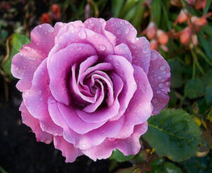 A dew-covered pink rose in full bloom.