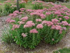 Gypsophila 'Creeping Pink' Baby's Breath 4 Pot - Hello Hello Plants