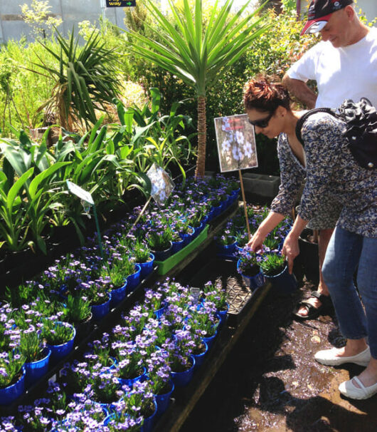 A couple examining plants at a garden center on a sunny day.