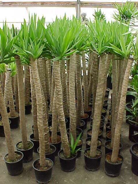 A group of aloe plants in pots, including yucca, in a greenhouse.