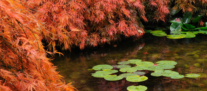 Weeping Japanese Maples