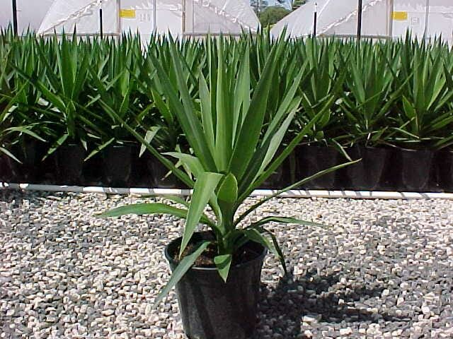 A group of Yucca plants in pots in a greenhouse.