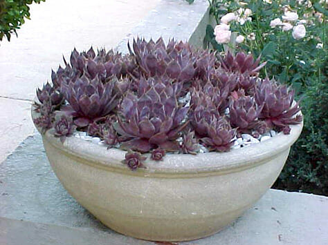 Pots & Planters