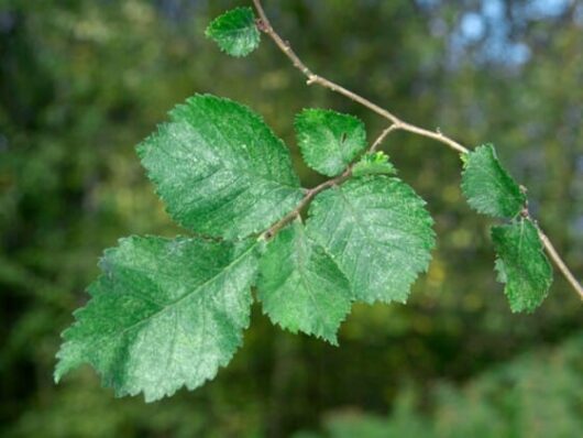 Ulmus "English Elm"