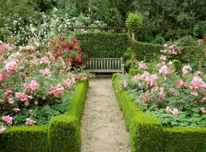 Box Hedge Plants and Borders