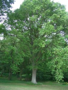 A Quercus 'English Oak' 10" Pot in a park surrounded by plants.