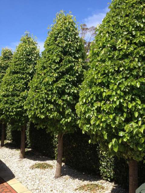 Everscreen Ornamental Pear