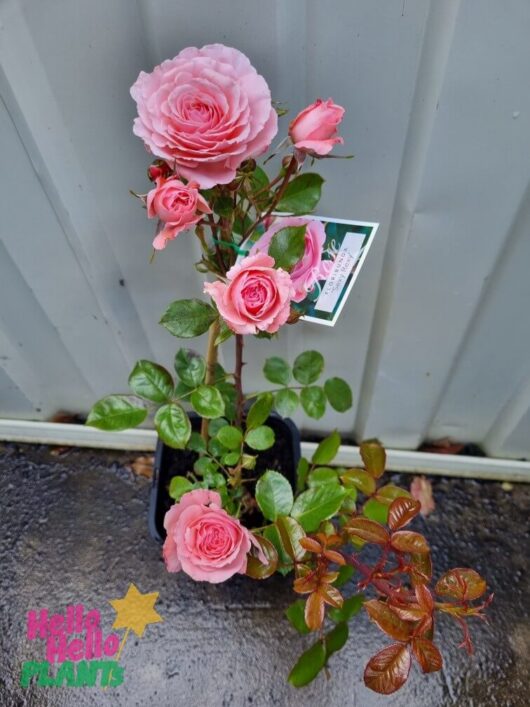 Rose 'Sexy Rexy' Bush Form