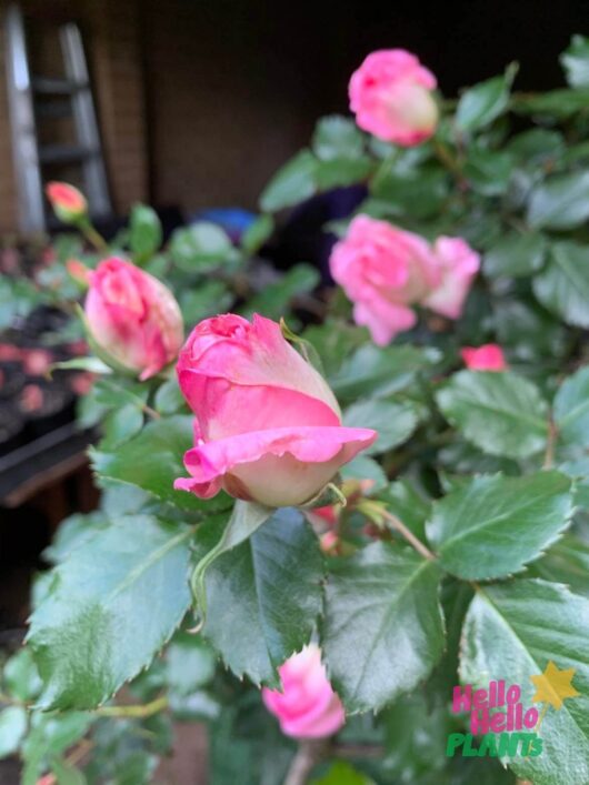 Rose 'Princess De Monaco'