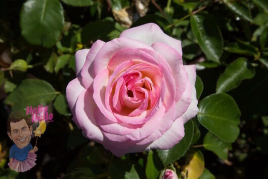 Princess De Monaco Rose