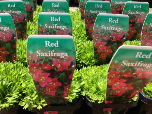 Pots of red saxifraga plants with descriptive labels at a nursery.