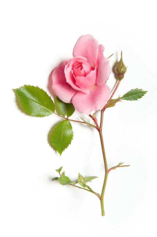 A single pink rose with leaves and thorns against a white background.