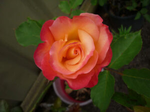 A blooming orange-pink rose with green leaves in a garden setting.