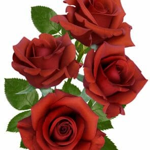 The Tutu Guru's Guide to Selecting Roses - Rose Guide
