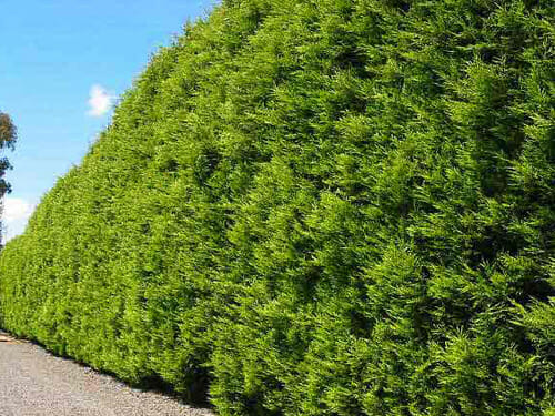 Hedging Conifers & Pines