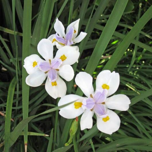 Cluster of white and purple Dietes iridioides 'Butterfly Iris' 3" Pot with yellow centers, surrounded by green leaves.