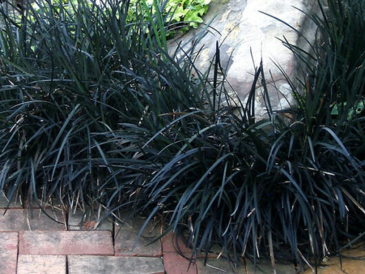 Dense clusters of dark-leaved Mondo Grass types bordering a stone pathway.