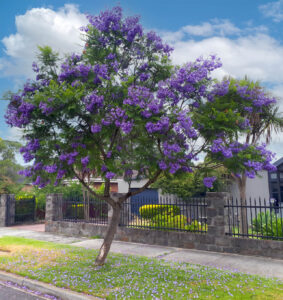 © Hello Hello Plants Jacaranda mimosifolia ‘Jacaranda Tree’